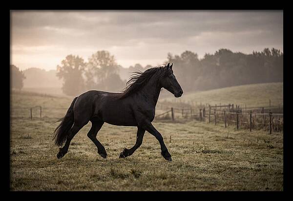 Black Friesian Horse Galloping Gracefully