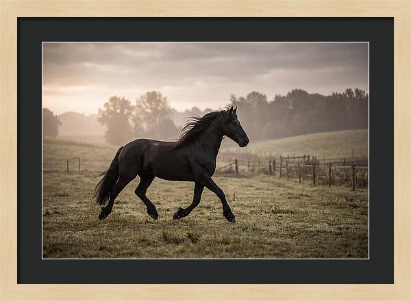 Black Friesian Horse Galloping Gracefully