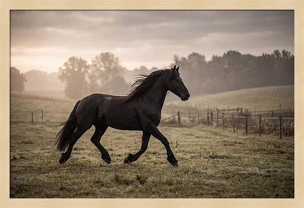 Black Friesian Horse Galloping Gracefully