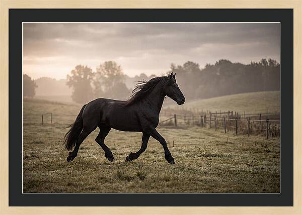 Black Friesian Horse Galloping Gracefully