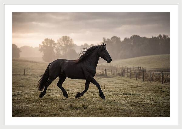 Black Friesian Horse Galloping Gracefully