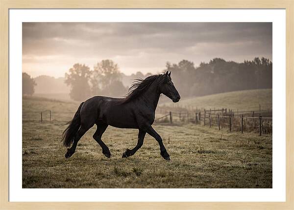 Black Friesian Horse Galloping Gracefully