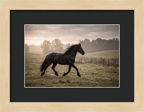Black Friesian Horse Galloping Gracefully