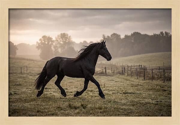 Black Friesian Horse Galloping Gracefully