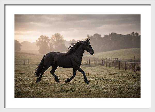 Black Friesian Horse Galloping Gracefully