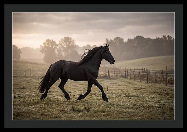 Black Friesian Horse Galloping Gracefully