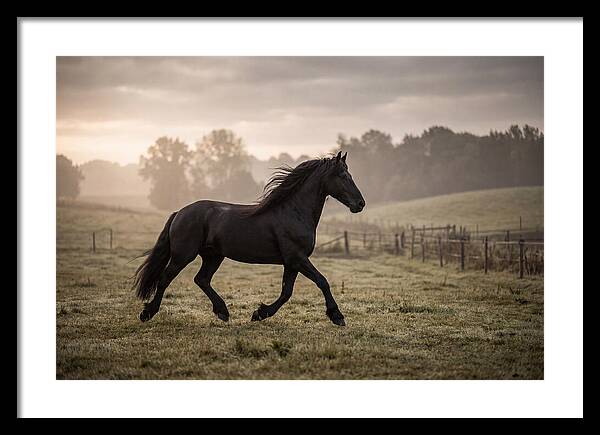 Black Friesian Horse Galloping Gracefully