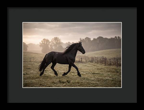 Black Friesian Horse Galloping Gracefully