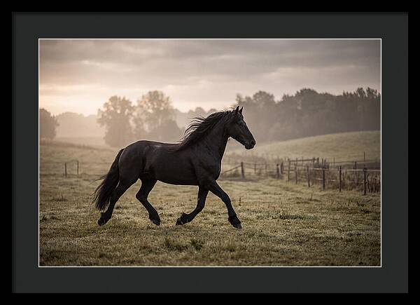 Black Friesian Horse Galloping Gracefully