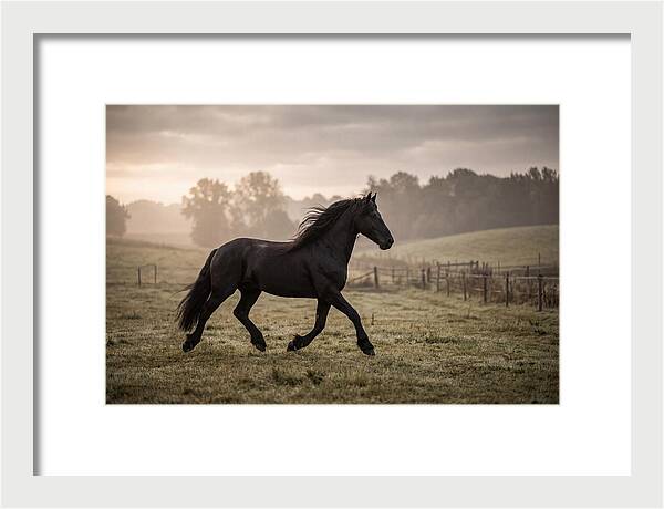 Black Friesian Horse Galloping Gracefully