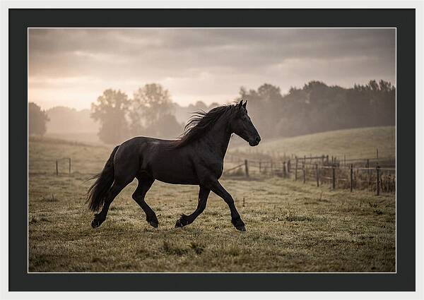 Black Friesian Horse Galloping Gracefully