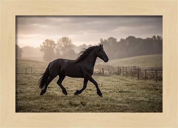 Black Friesian Horse Galloping Gracefully
