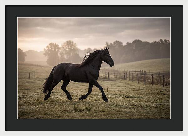 Black Friesian Horse Galloping Gracefully