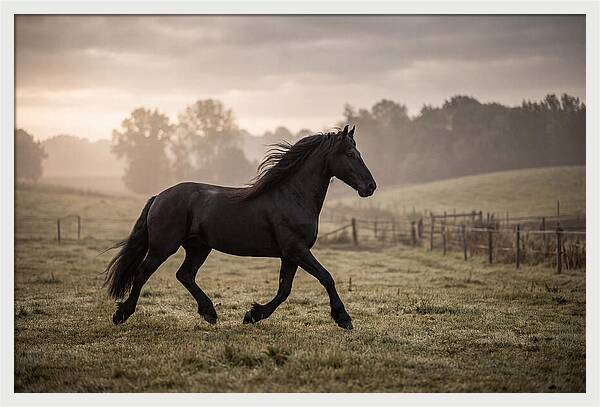 Black Friesian Horse Galloping Gracefully