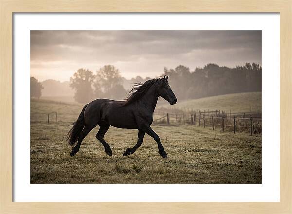 Black Friesian Horse Galloping Gracefully