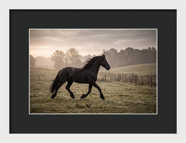 Black Friesian Horse Galloping Gracefully
