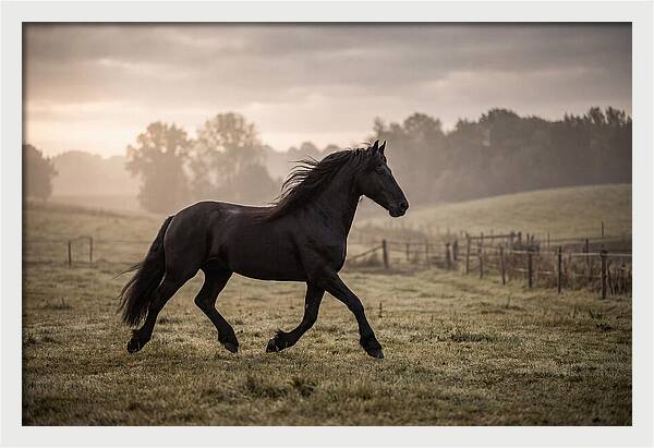 Black Friesian Horse Galloping Gracefully