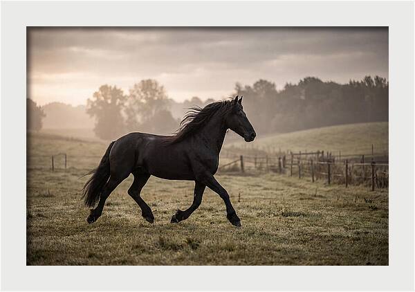 Black Friesian Horse Galloping Gracefully