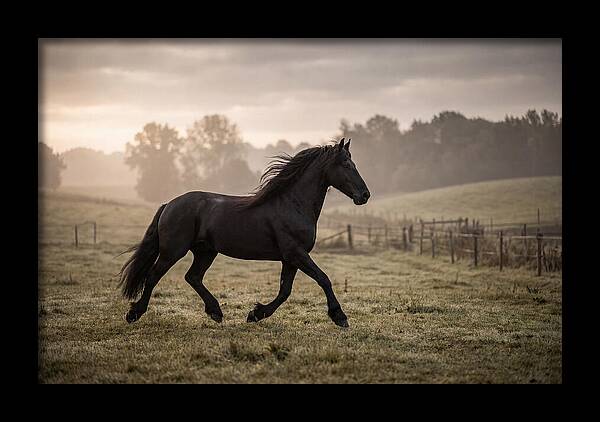 Black Friesian Horse Galloping Gracefully