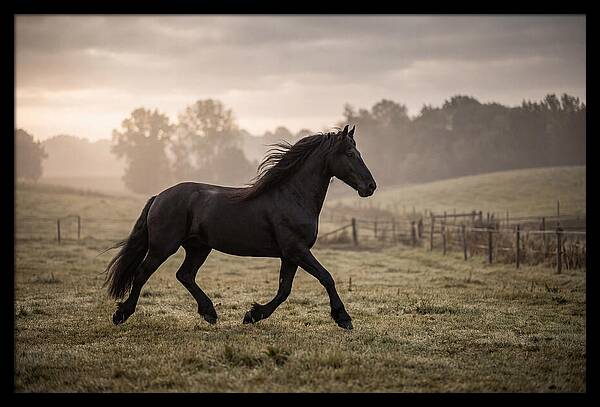 Black Friesian Horse Galloping Gracefully