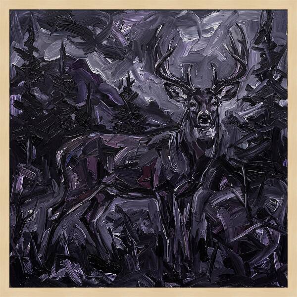 Black Tailed Deer In Shadows