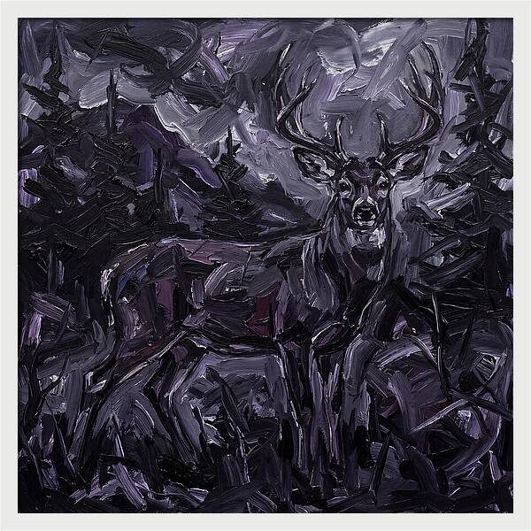 Black Tailed Deer In Shadows