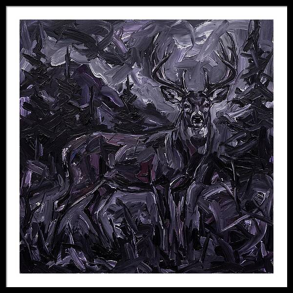 Black Tailed Deer In Shadows