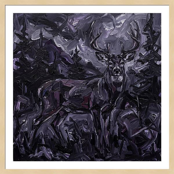 Black Tailed Deer In Shadows