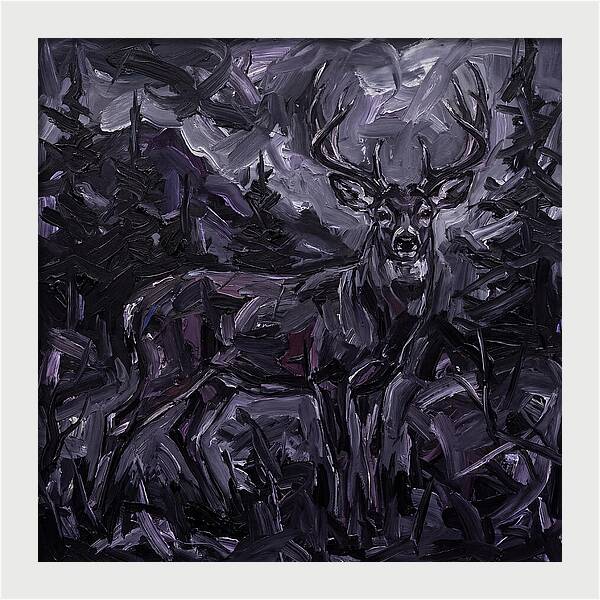 Black Tailed Deer In Shadows