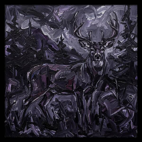 Black Tailed Deer In Shadows