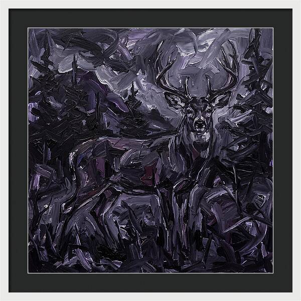 Black Tailed Deer In Shadows