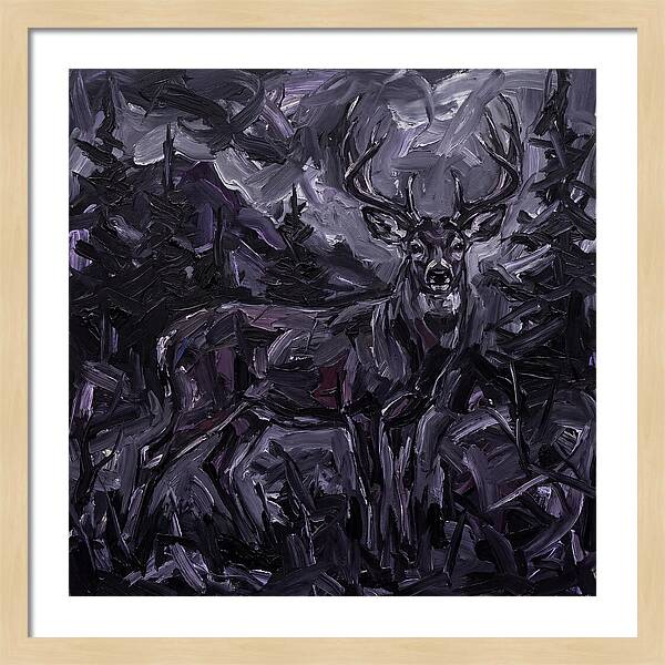 Black Tailed Deer In Shadows