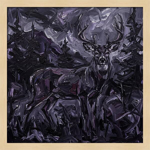 Black Tailed Deer In Shadows