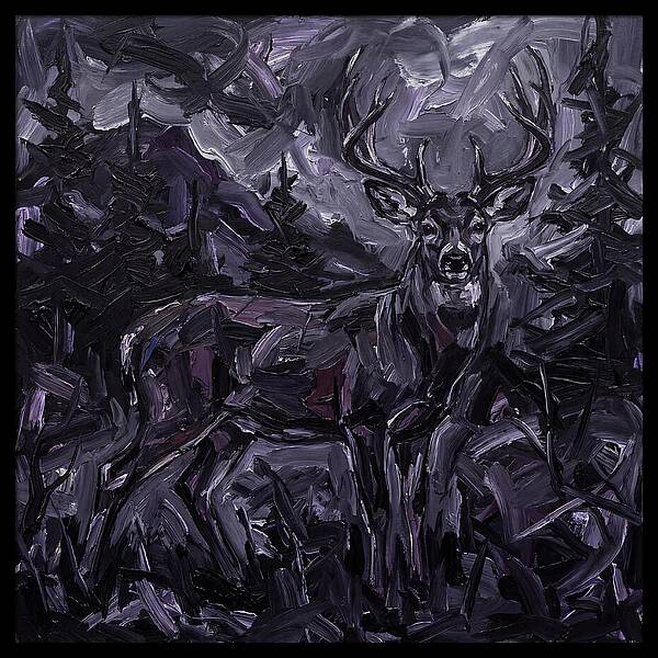 Black Tailed Deer In Shadows
