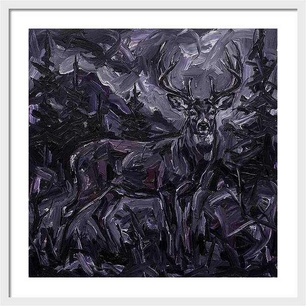 Black Tailed Deer In Shadows