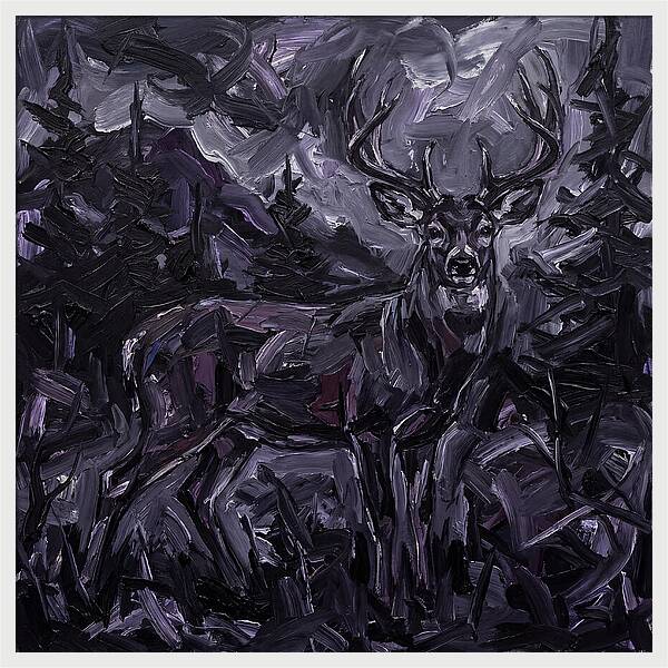 Black Tailed Deer In Shadows