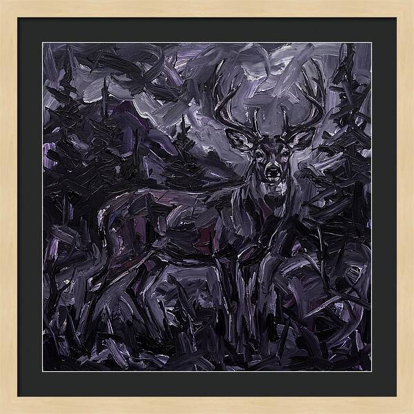 Black Tailed Deer In Shadows