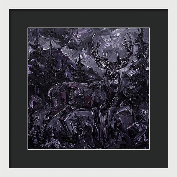 Black Tailed Deer In Shadows