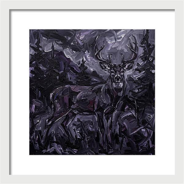 Black Tailed Deer In Shadows