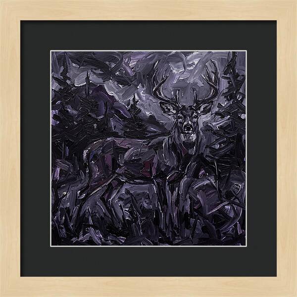 Black Tailed Deer In Shadows
