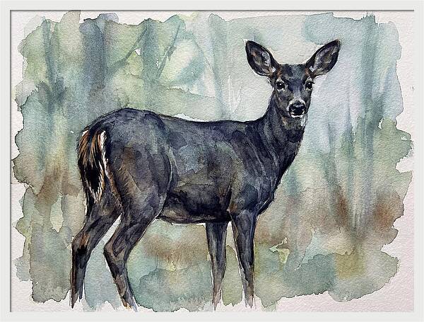 Black Tailed Deer Serenity