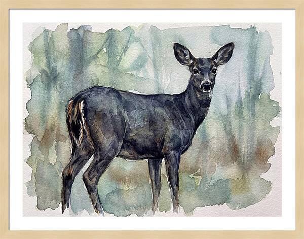 Black Tailed Deer Serenity