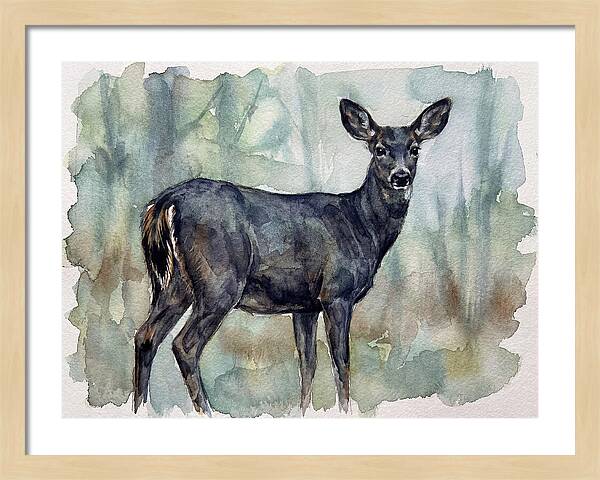 Black Tailed Deer Serenity