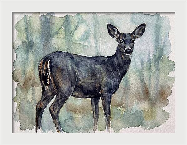 Black Tailed Deer Serenity