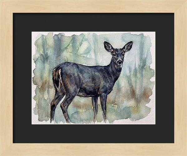 Black Tailed Deer Serenity