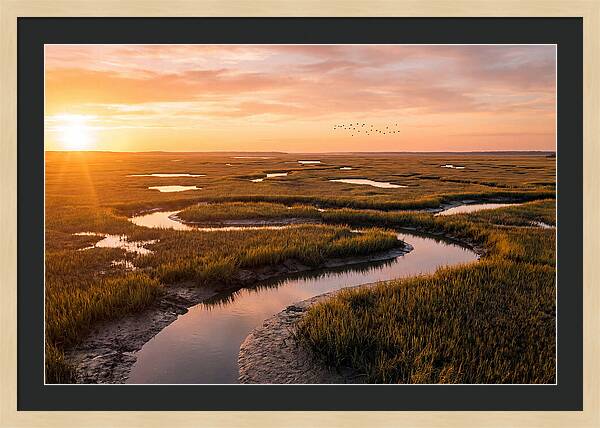 Blackwater Marsh Serenity
