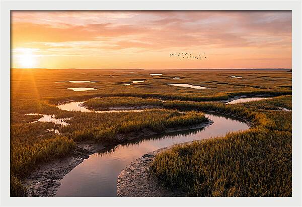 Blackwater Marsh Serenity