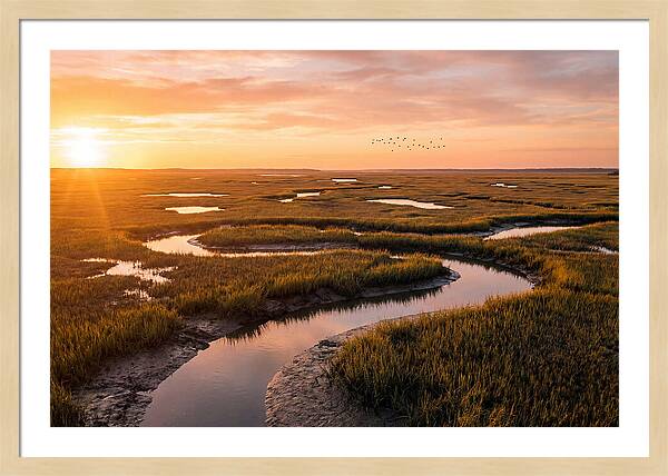 Blackwater Marsh Serenity