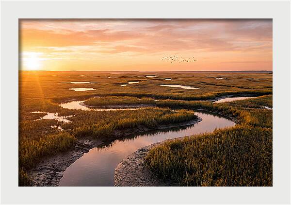 Blackwater Marsh Serenity
