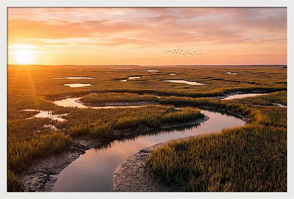 Blackwater Marsh Serenity